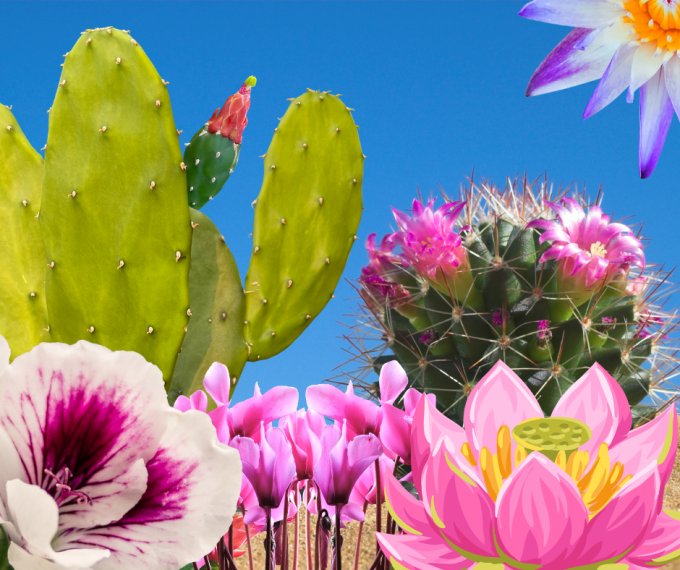 CACTUS DU DESERT