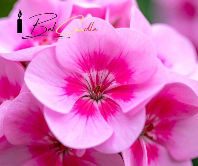 GÉRANIUM ROSE