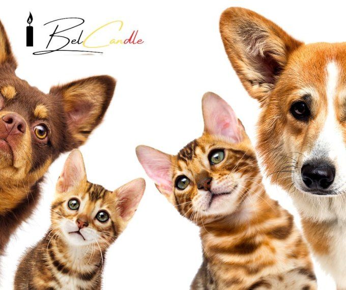HAPPY TAILS