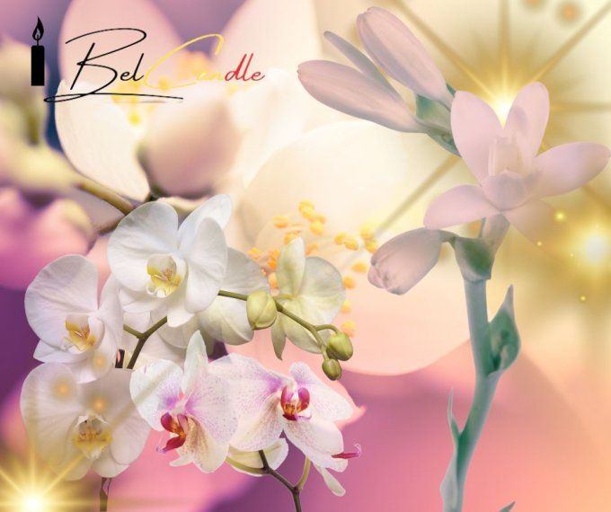 JASMIN ROSE ORCHIDEE