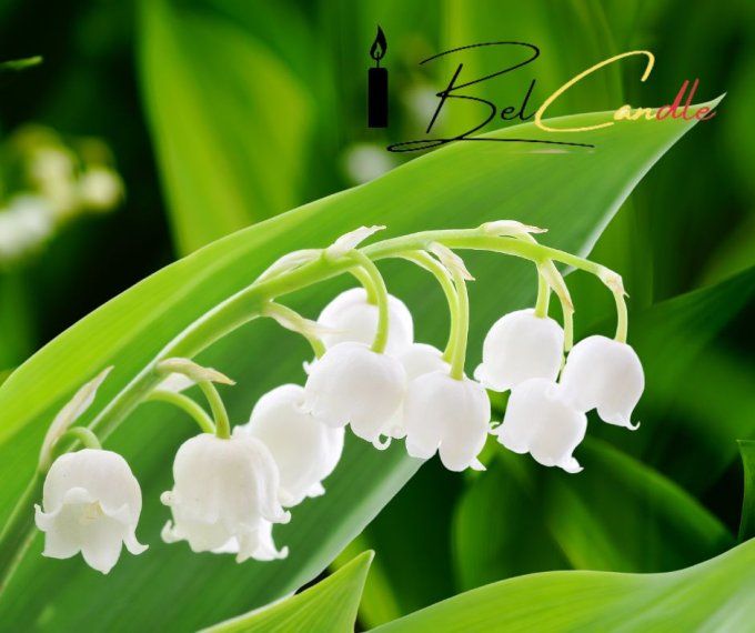 MUGUET
