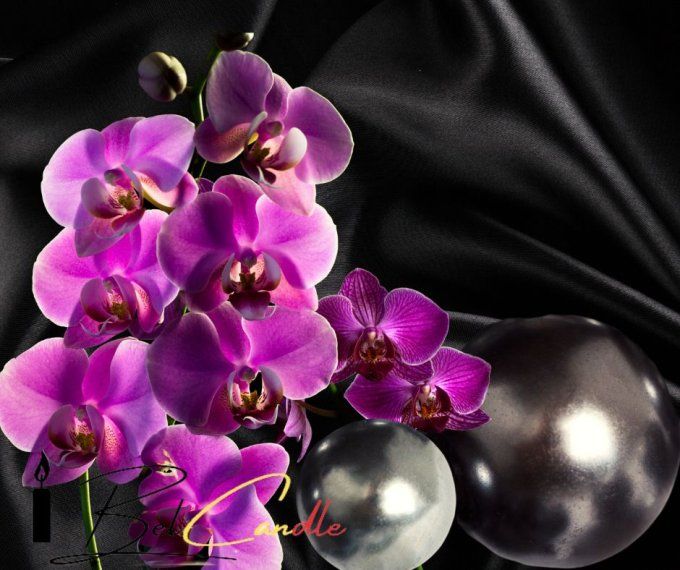 ORCHIDEE PERLE NOIRE