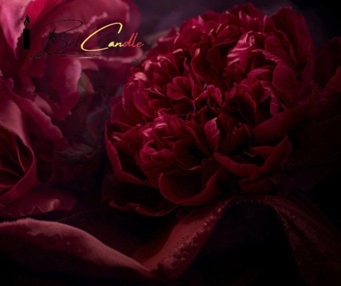 PIVOINE VELOURS & OUD