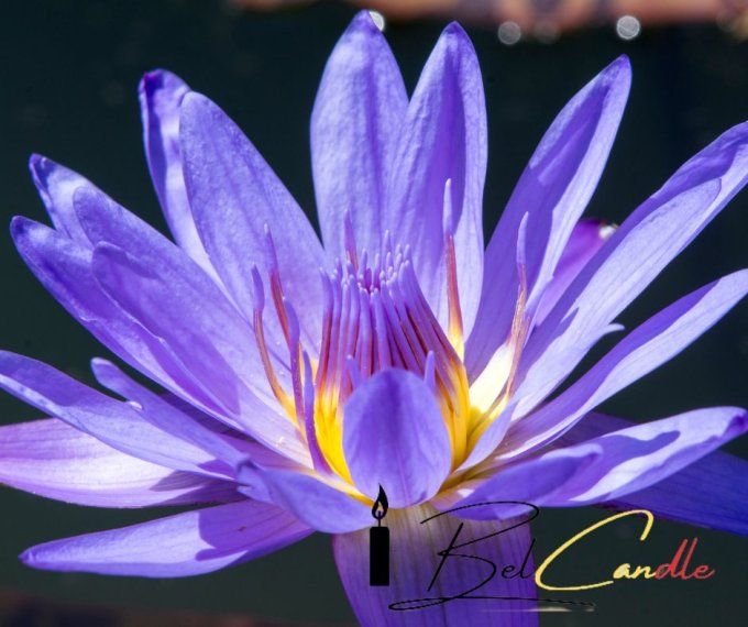 TRANQUIL BLUE LOTUS