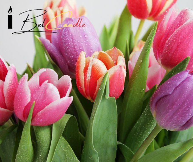 TULIPE